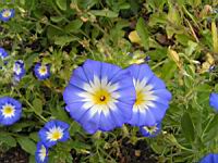 Belle-de-jour, Convolvulus tricolor L. (subsp. tricolor)(fam Convolvulacees)(Europe, Afr. Nord) (2) (Photo F. Mrugala)